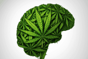 השפעת מריחואנה על המוח